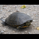 Eine kapitale Wasserschildkröte an der Rhône